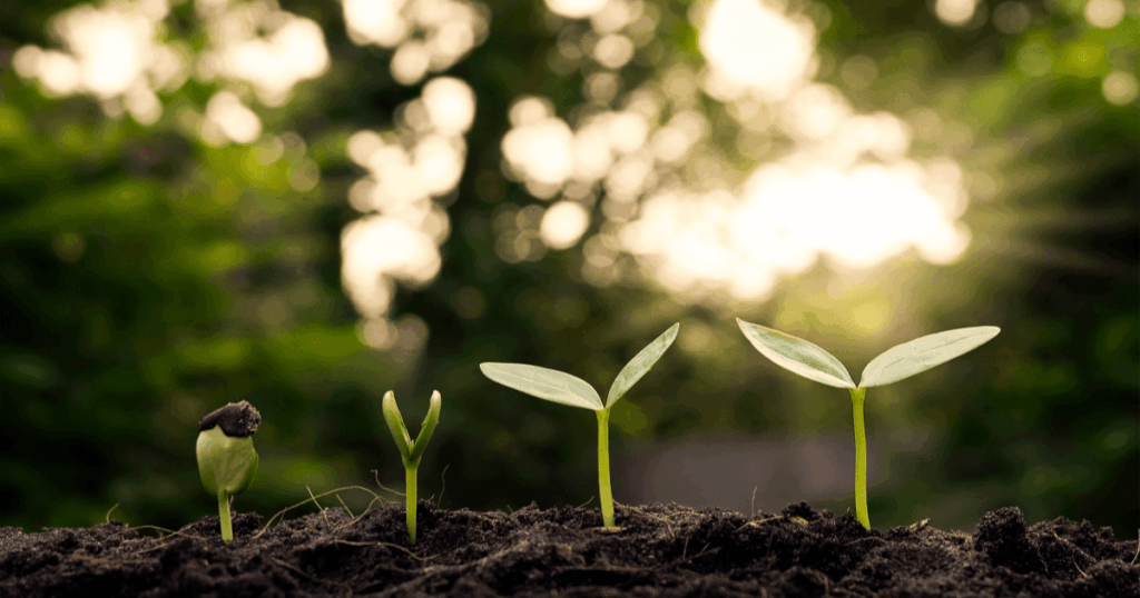 picture of seedlings growing